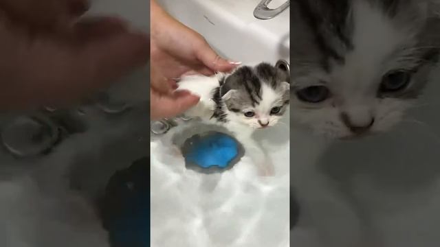Первая ванна для котенка #shorts смотреть онлайн