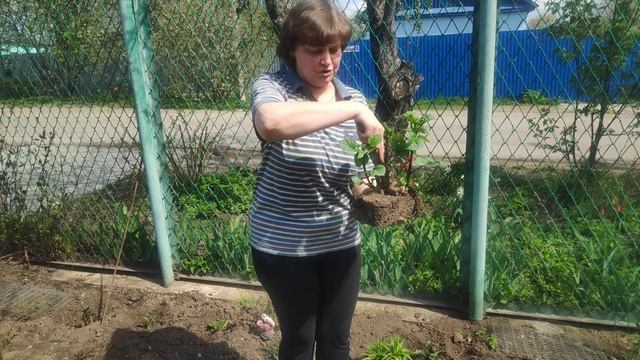Делим крупные пророщенные клубни георгинов
