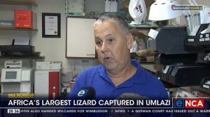 Nile Monitor | Africa's largest lizard captured in uMlazi