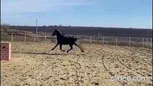 Перуанский пасо. Почти. Арт.: 0125