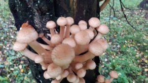 Осенние опята на березе