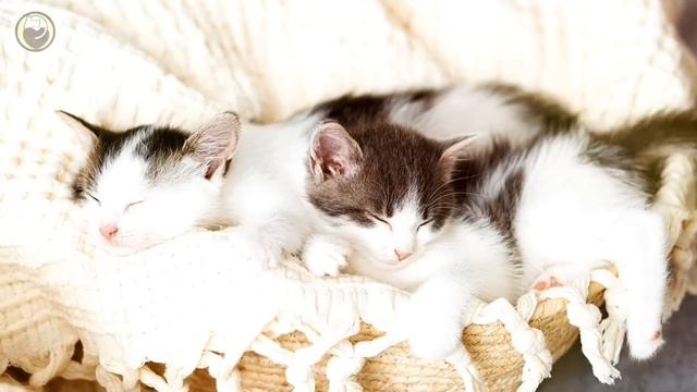 Music for Cats - Peaceful Music to Calm your Cat, Deep Relaxation, Comfortable Sleep смотреть онлайн