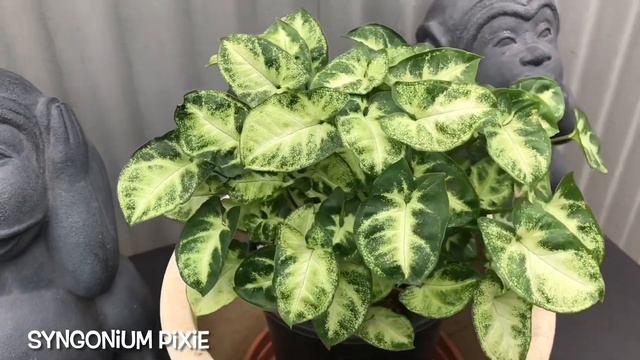 My Syngonium collection смотреть онлайн