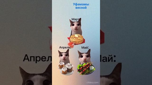 Котики - двигатель рекламы 😹