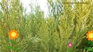 Кипарисовик лавсона Стардаст. Краткий обзор, описание chamaecyparis lawsoniana Stardust