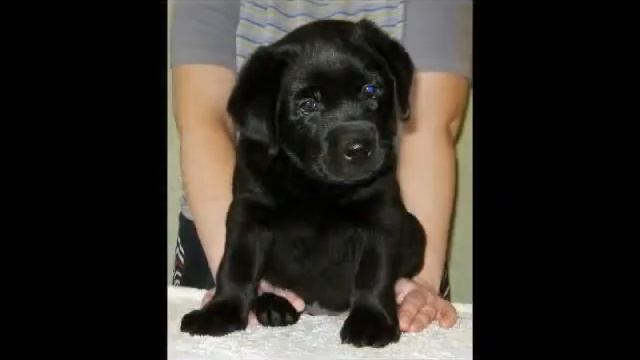 Лабрадор ретривер является одной из самых популярных пород собак смотреть онлайн