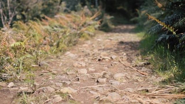Прогулка по старинной лесопилке в Новой Зеландии /// Достопримечательности Новой Зеландии