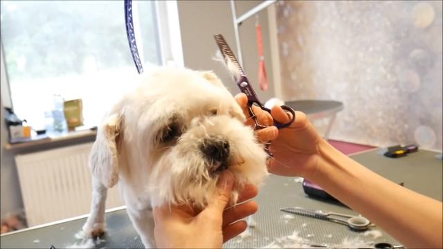 PetGroooming - Havanese Head Grooming #74 смотреть онлайн