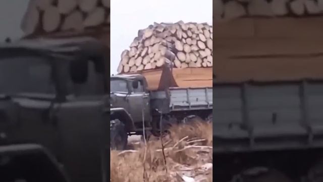 ЗИЛ131 ПОЛНАЯ ЗАГРУЗКА #shorts #offroad #зил #работа #ссср #бездорожье #truck.mp4