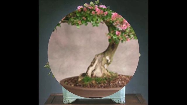 Crepe Myrtle Bonsai - Lagerstroemia indica смотреть онлайн