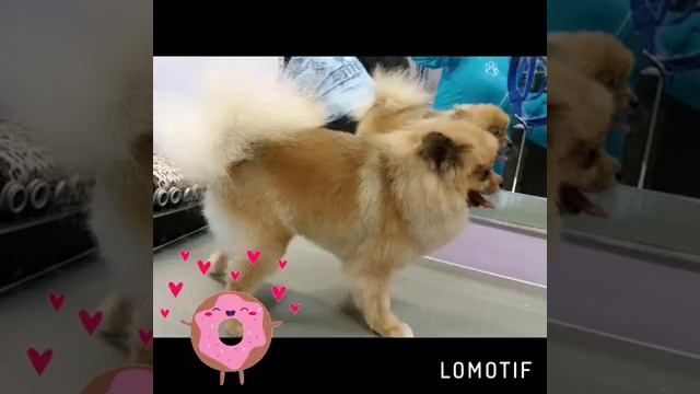 Груминг бишон фризе. смотреть онлайн