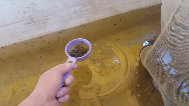 Подёнка - корм для малька осетра, стерляди. Бесплатный и настоящий смотреть онлайн