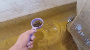 Подёнка - корм для малька осетра, стерляди. Бесплатный и настоящий