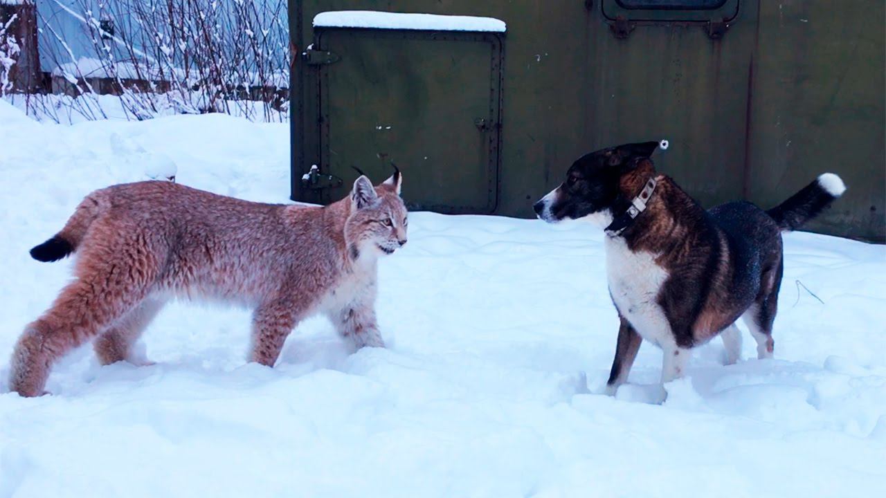 ДВЕ РЫСИ И СОБАКА. Веселая прогулка с большими кошками :)