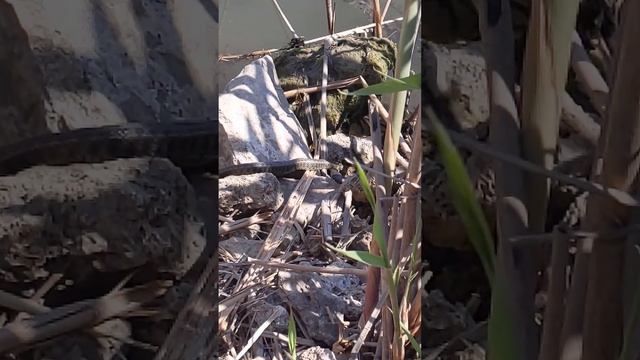 ? Встреча со змеёй ? на рыбалке смотреть онлайн