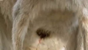 Newborn Baby Grey Kangaroo   Attenborough   Life of Mammals   BBC