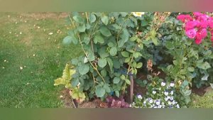 Элегантная роза Мохана.