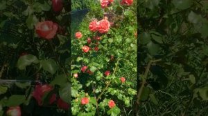 Троянда Dee Dee Bridgewater (роза Диди Бриджуотер) в моєму саду.