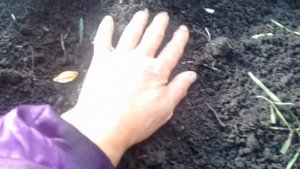 Посадка персиков и абрикосов косточками.  7 октября 2017г. часть 1.