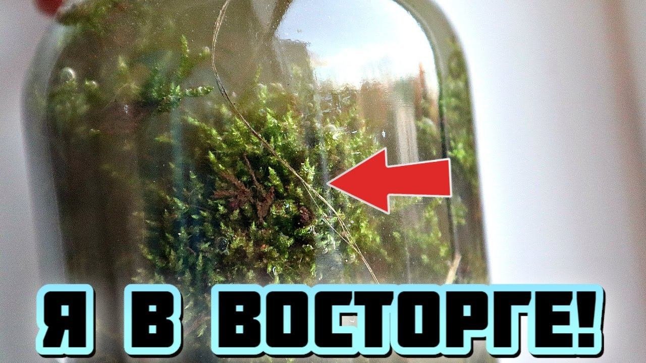 Подкормка после которой домашние цветы расцветают и зеленеют на глазах! Покупные подкормки в мусорку
