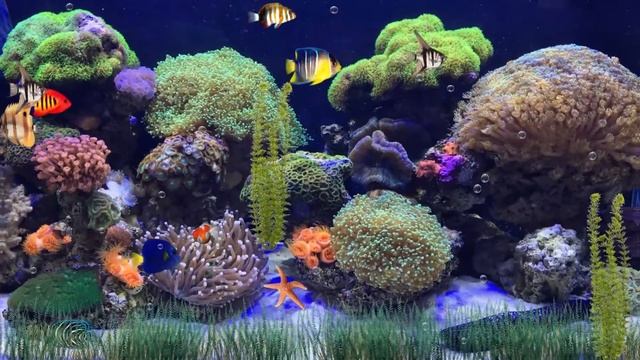 Aquarium sounds, Soothing Bubbles,Water bubbles, Sleep Relax meditation смотреть онлайн