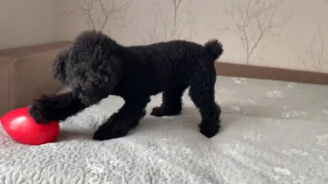 ПУДЕЛЬ/шью новую лежанку/ВКУСНЯШКИ ДЛЯ СОБАК/ОБЗОР ИГРУШЕК ДЛЯ СОБАК смотреть онлайн