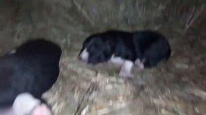 Puppies eating good, sleeping even better) / Кто не работает - тот ест))) Мимимишный пузан щенок СА