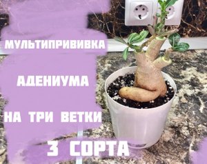 Адениум, Мультипрививка на клей.mp4