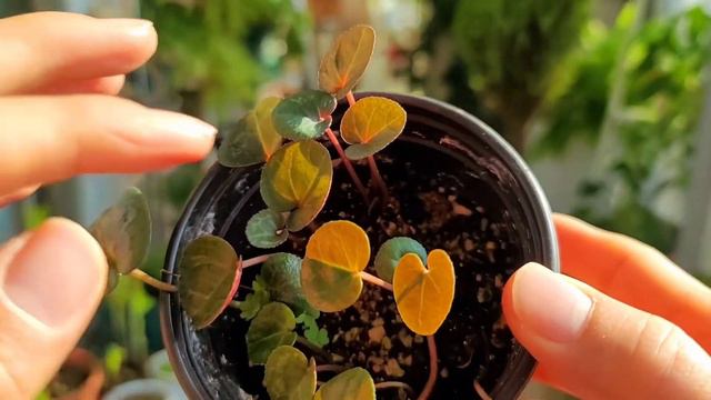 Leave an Ovary When the Cyclamen Go Dormant смотреть онлайн