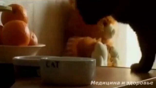 Хочу поймать фазанов для разведения, так где же они? смотреть онлайн