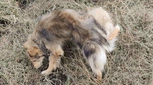 Пёс Букет ходит и ссыт на огороде