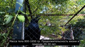 Записки ветврача орнитолога. Страус и ворон. Парк Тайган 2022
