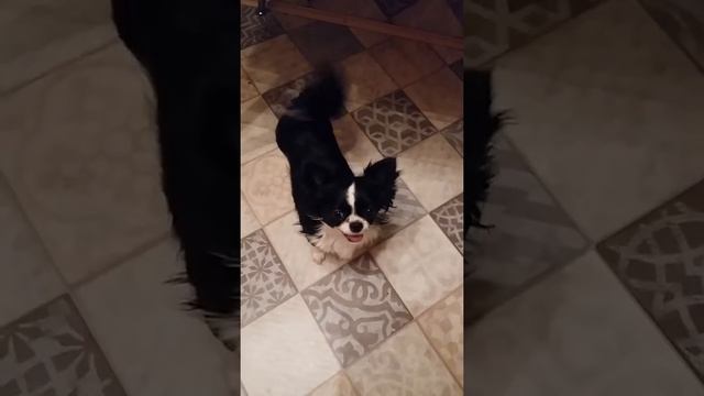 Чихуахуа, черно-белого окраса, длинношерстная смотреть онлайн