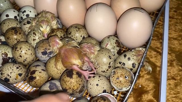 Кто живёт❓в Крупном яйце перепела//Инкубация перепелов