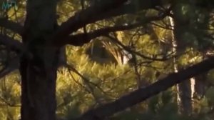 6 РЕАЛЬНЫХ ДИНОЗАВРОВ Снятых На Камеру