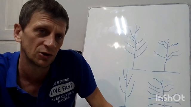 Нюансы обрезки Ореха грецкого. смотреть онлайн