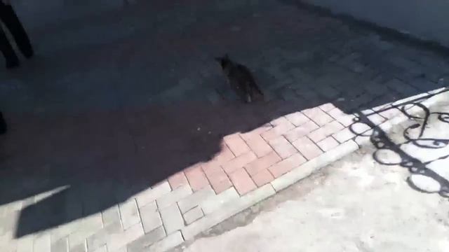 Кот огородник смотреть онлайн