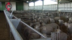 Презентация оборудования для овец и коз JAVIER CAMARA (Испания)