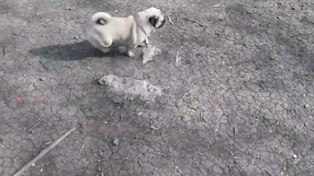 Мопс Митрофан, нам один год (Часть 1). смотреть онлайн