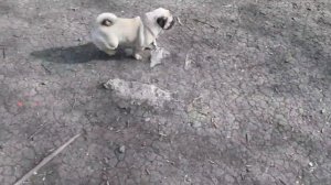 Мопс Митрофан, нам один год (Часть 1).