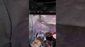 Гроубокс выращивание растений зимой Grow Box