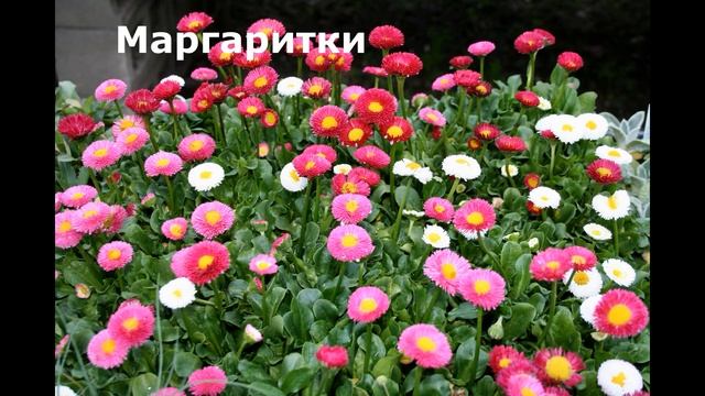 Что посадить под зиму/Подзимний посев