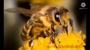 Ҳашаротҳо:Малах дар хоб,Занбури асал дар хоб,Занбур дар хоб,Магас, Кайк,Хомушак, Кана дар хоб, Кирм