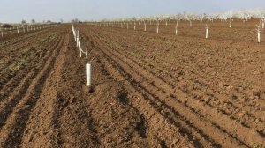 Секреты выращивания персика /  peach cultivation secrets