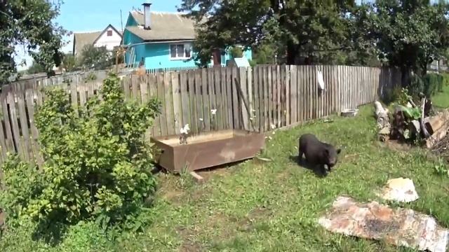 Вьетнамские свиньи, содержания, кормления.( сколько я даю в день корма вьетнамским свиньям)