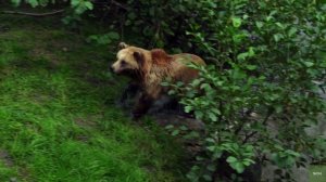 Аудио рассказ про охоту на Медведя на овсах. Рассказ охотника