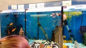 Лисенок и Новый друг Папильон(Папийон) Оди Идем в зоомагазин Играем в парке