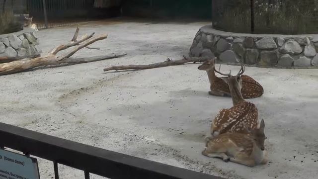 Крым. Белогорск. Парк львов "Тайган" смотреть онлайн