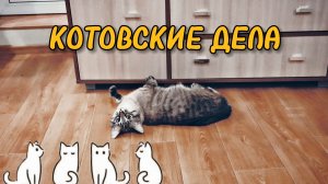 Котик балдеет на вымытом полу