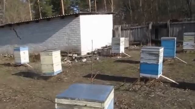 Нозематоз.  Хроника февраль 2016 смотреть онлайн